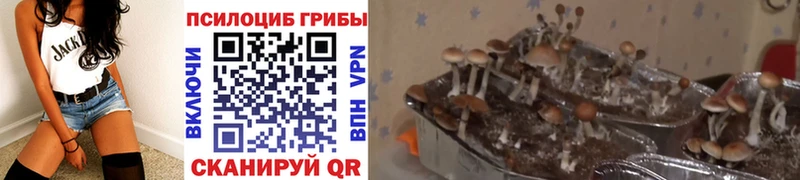 Псилоцибиновые грибы мицелий  ссылка на мегу ТОР  Плёс 